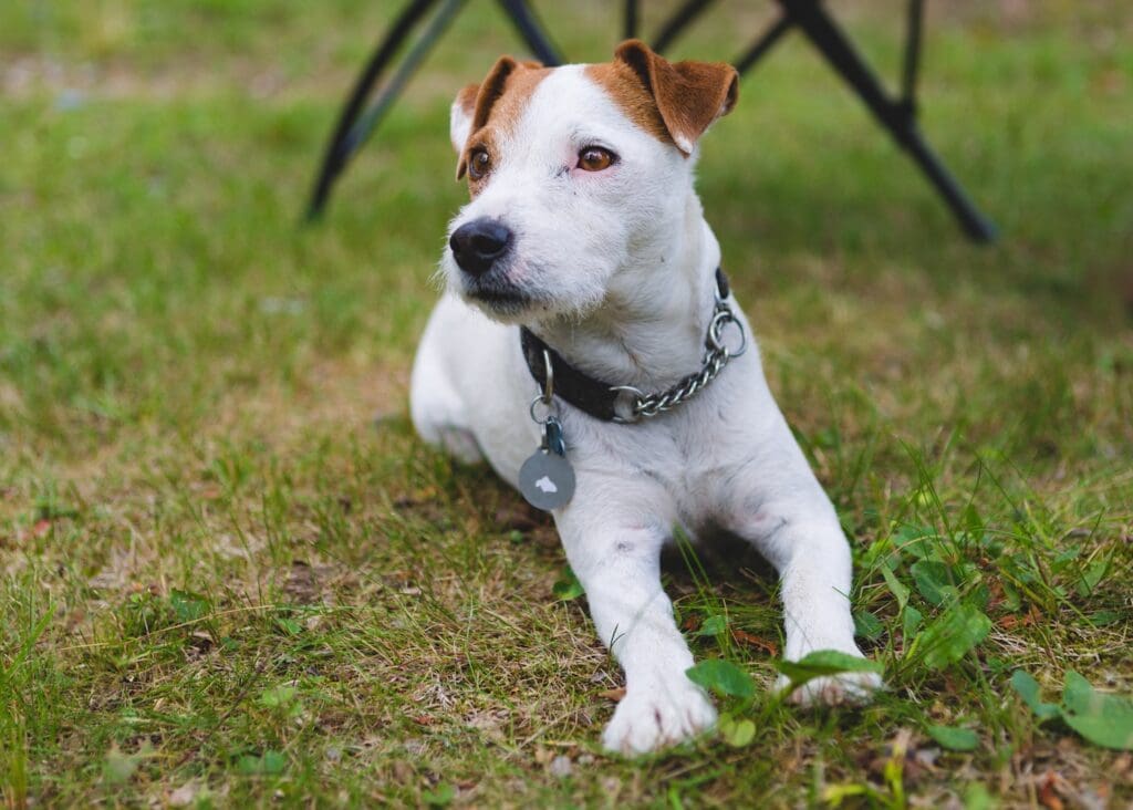 Jack russel