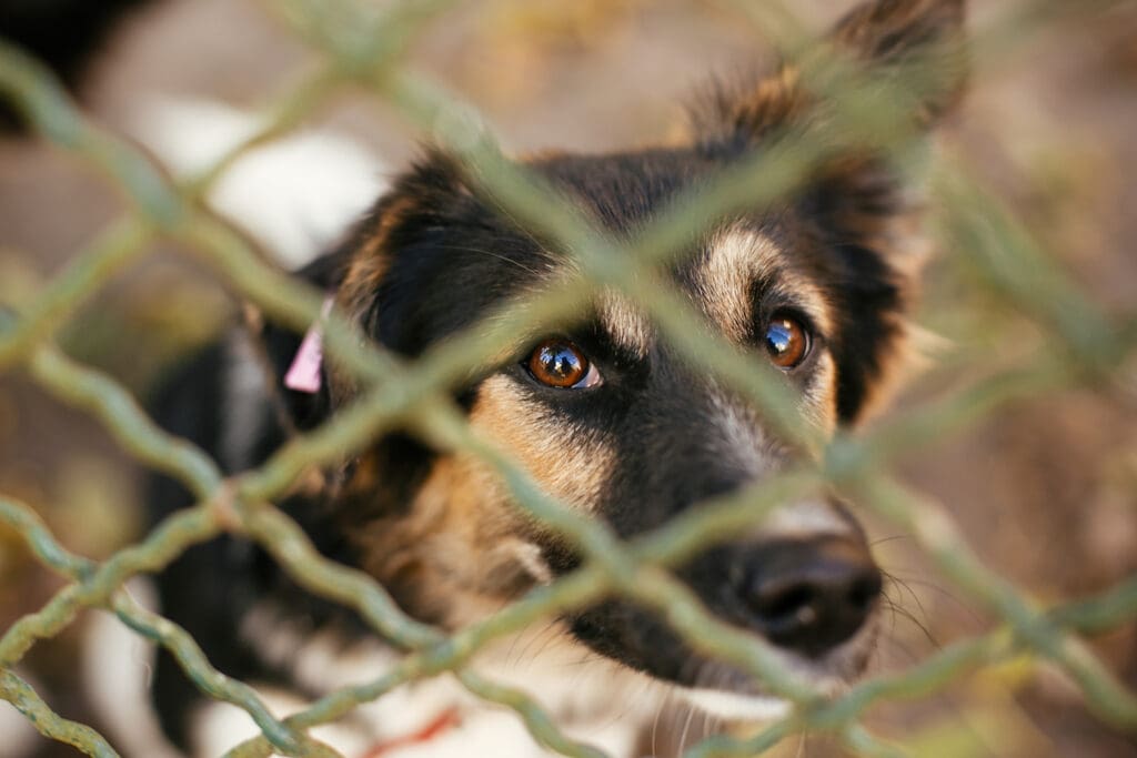 Portrait of cute scared fluffy dog sitting behind metal fence