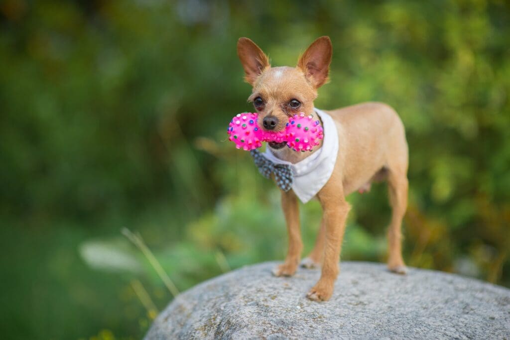 Chihuahua holding a dog toy